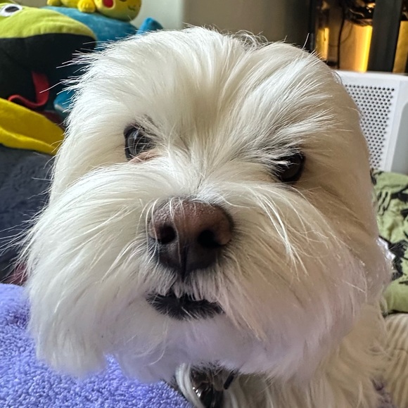 sashahapoo